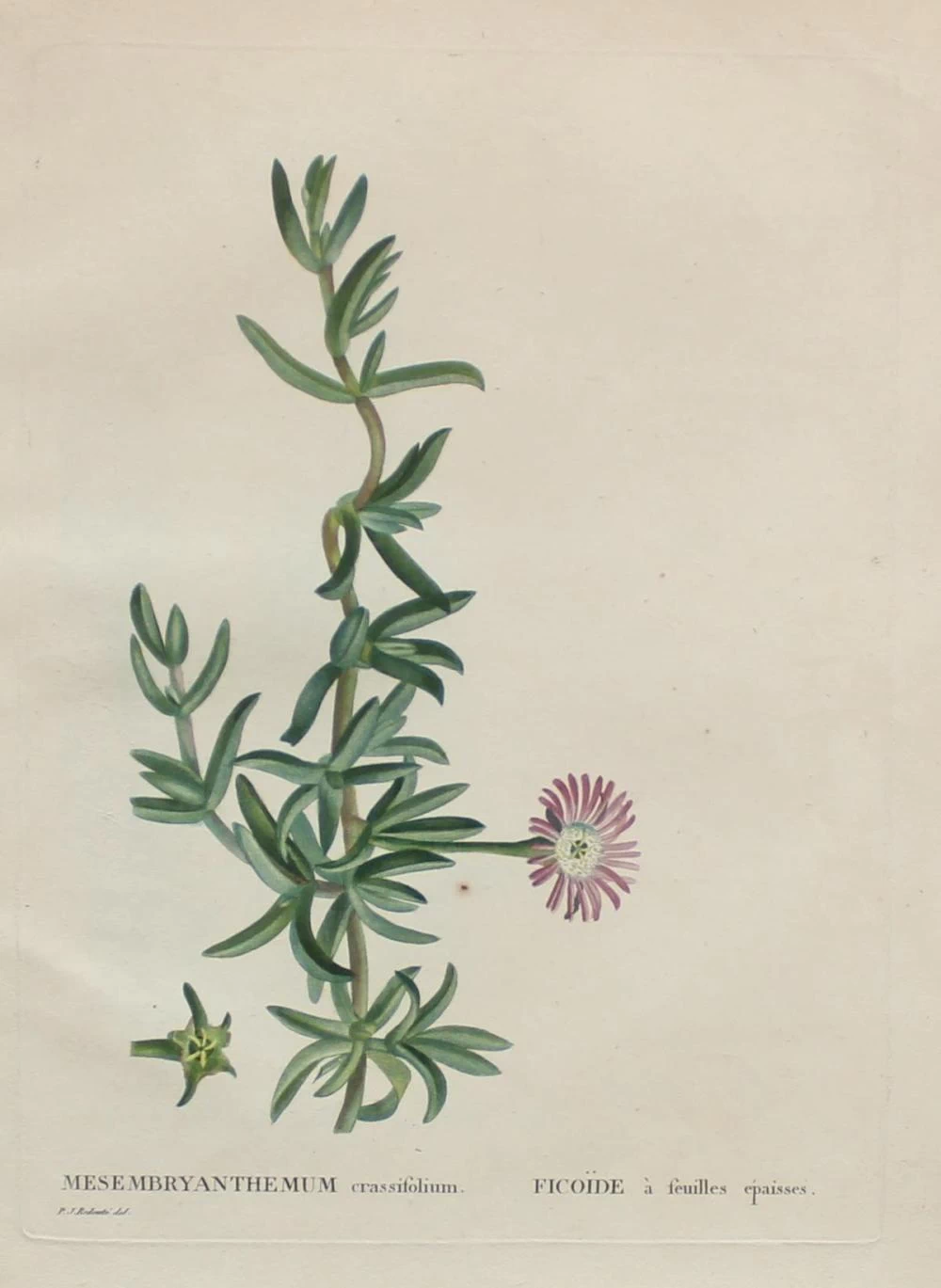 Mesembryanthemum C
